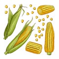 Vector farm illustrations. Different sides of corn