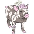 vector fashion funny piggy in beautiful hat wit flowers and garter of bride