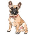 Vector fawn dog French Bulldog