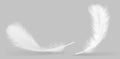 Vector feather isolated on grey background