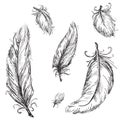 Vector feathers Royalty Free Stock Photo
