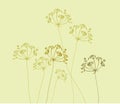 Vector Fennel Flower