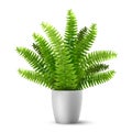 Vector fern in a pot