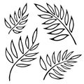 Vector fern silhouette collection. Black isolated prints of fern leaves on the white background