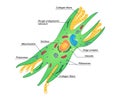Vector Fibroblast illustration with description. Structure of dermis cell. Colorphul scheme of connective tissue on white Royalty Free Stock Photo