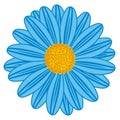 Field Daisy Blue