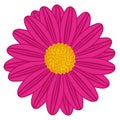 Field Daisy Magenta