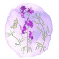 Vector with Field Larkspur and Watercolor Spots