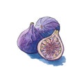 Vector figs watercolor sketch, isolated, white background.