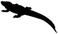 Alligator silhouette - crocodilian in the genus Alligator of the family Alligatoridae Royalty Free Stock Photo