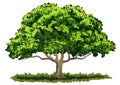 Big oak tree Royalty Free Stock Photo