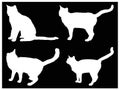 Cat silhouette - domestic cat, mammal