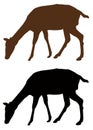 Doe or deer silhouette - hoofed ruminant mammal Royalty Free Stock Photo