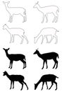 Doe or deer silhouette - hoofed ruminant mammal Royalty Free Stock Photo