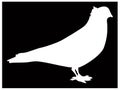 Domestic pigeon silhouette - domestic bird Royalty Free Stock Photo