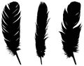 Feather silhouette - epidermal growths that form the distinctive outer covering, or plumage, on birds