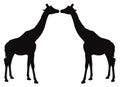 Giraffe silhouette - African wildlife largest mammal