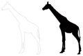 Giraffe silhouette - large wildlife mammal in Africa