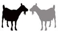 Goat silhouette - farm animal Royalty Free Stock Photo