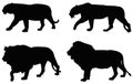 Lion and tiger silhouette - wildlife animals