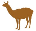 Llama silhouette - wildlife animal
