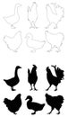 Poultry birds silhouette - domesticated birds