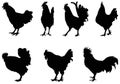 Rooster silhouette - cockerel or cock, farm bird