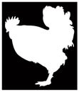 Rooster silhouette - cockerel or cock, is a male gallinaceous bird