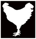 Rooster silhouette - cockerel or cock, is a male gallinaceous bird