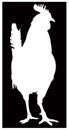 Rooster silhouette - cockerel or cock, is a male gallinaceous bird Royalty Free Stock Photo