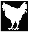 Rooster silhouette - cockerel or cock, is a male gallinaceous bird Royalty Free Stock Photo