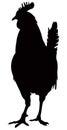 Rooster silhouette - cockerel or cock, is a male gallinaceous bird Royalty Free Stock Photo