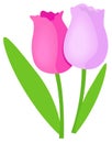 Tulips flower