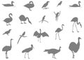 Various birds silhouette - group of endothermic vertebrates, characterised by feathers, toothless beaked jaws, the laying of hard-