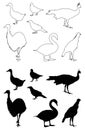 Various birds silhouette - group of endothermic vertebrates, characterised by feathers, toothless beaked jaws, the laying of hard-