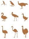 Various birds silhouette - group of endothermic vertebrates, characterised by feathers, toothless beaked jaws, the laying of hard-