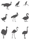 Various birds silhouette - group of endothermic vertebrates, characterised by feathers, toothless beaked jaws, the laying of hard-