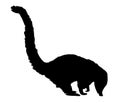 Wildlife mammal animal - coati silhouette