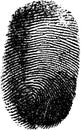 Vector fingerprint