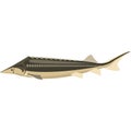 Vector fish fringebarel sturgeon freshwater species illustration