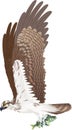 Vector fish hawk osprey catch  striped bass Royalty Free Stock Photo