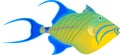Vector fish queen triggerfish Royalty Free Stock Photo