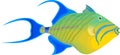 Vector fish queen triggerfish