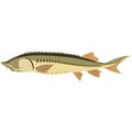 Vector fish rare huso freshwater species illustration