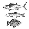 Vector fish sketch drawing - salmon, trout, carp, tuna. hand drawn sea food illustration Royalty Free Stock Photo