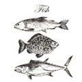 Vector fish sketch drawing - salmon, trout, carp, tuna. hand drawn sea food illustration