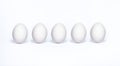 Vector five white realistic animal eggs