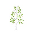 Vector flat Birch tree