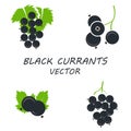 Vector flat black currants icons set