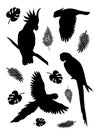 Vector flat black set collection of tropical parrot silhouette flying and sitting with palm leaves on white background Royalty Free Stock Photo